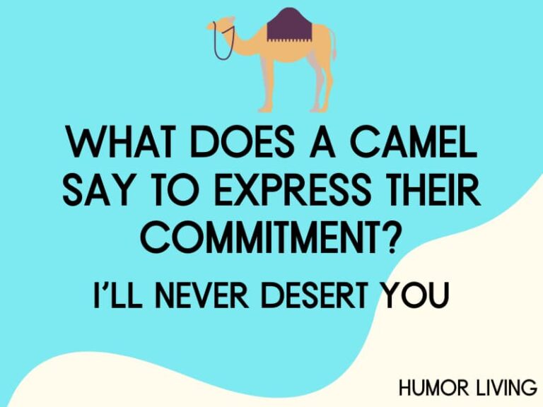 55+ Hilarious Camel Jokes to Get You Through Hump Day Humor Living