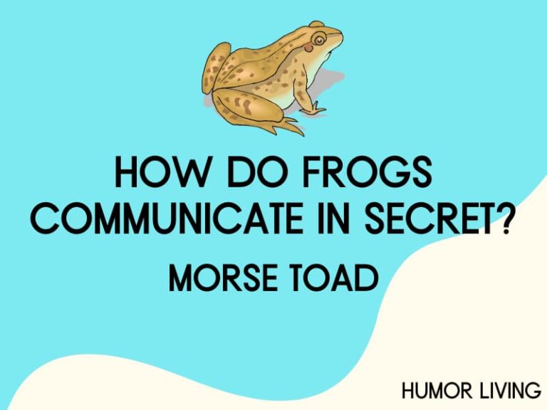 70+ Hilarious Frog Jokes to Make You Hop With Laughter Humor Living