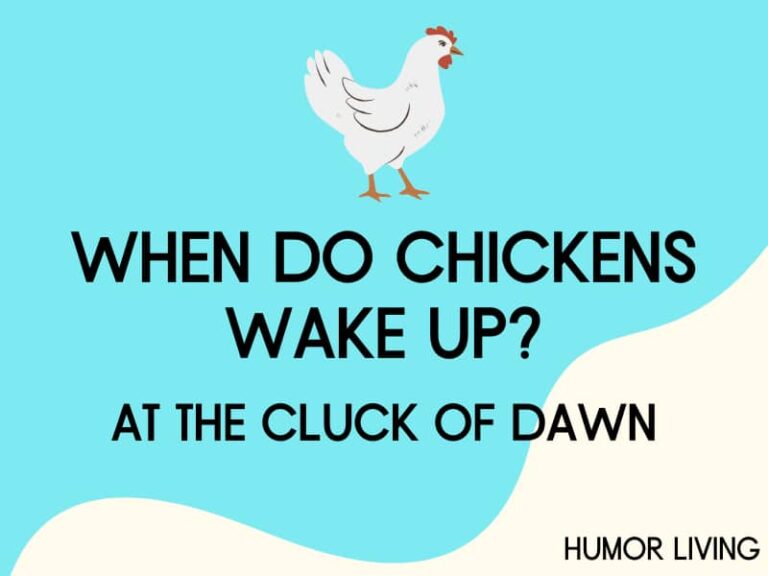 70+ Chicken Jokes That Are Clucking Hilarious Humor Living