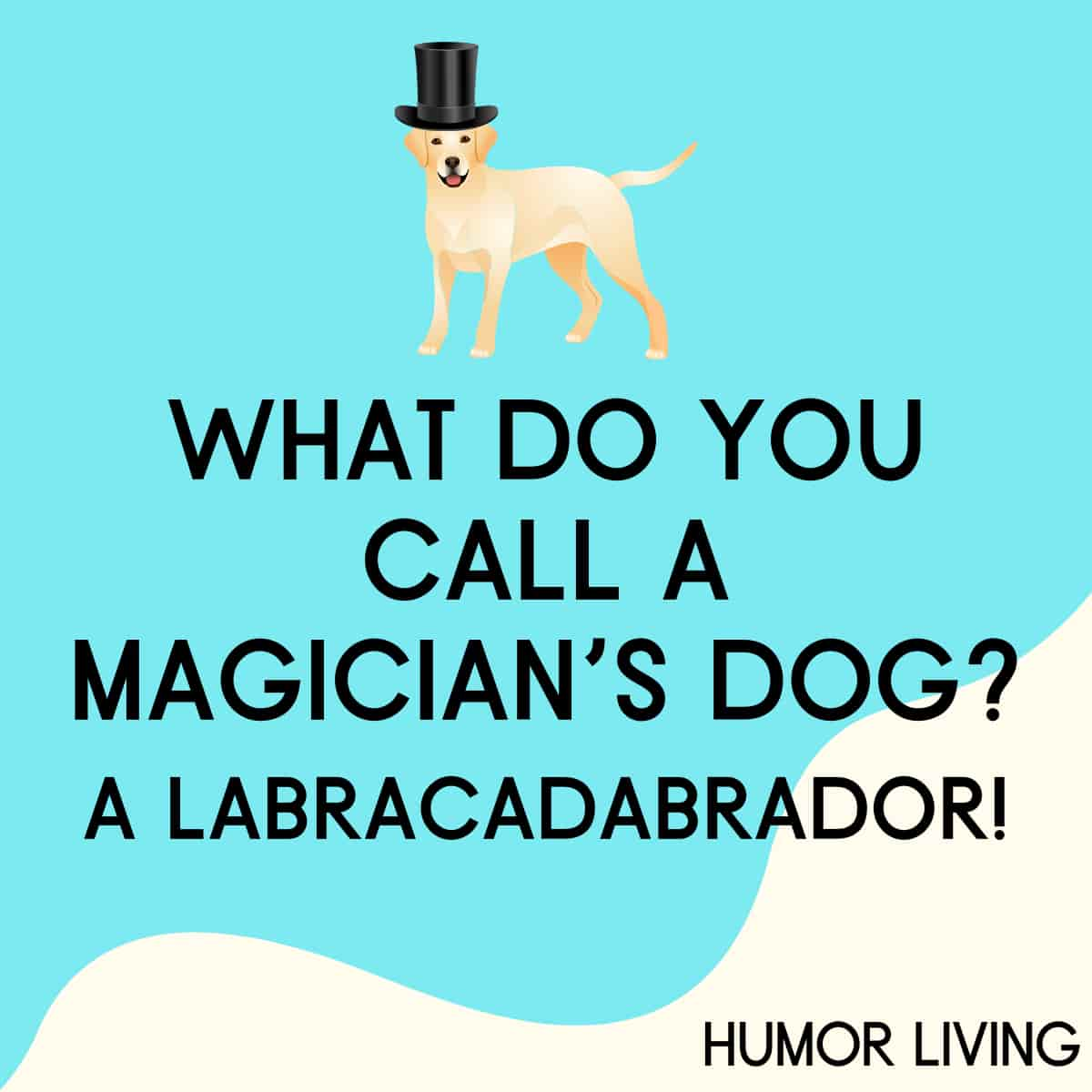 What do you call a magician’s dog? A labracadabrador! - Humor Living