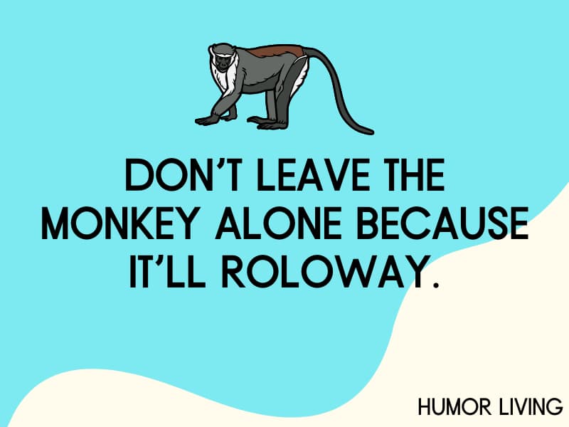 Roloway monkey.