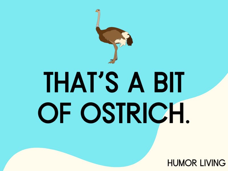 Ostrich.