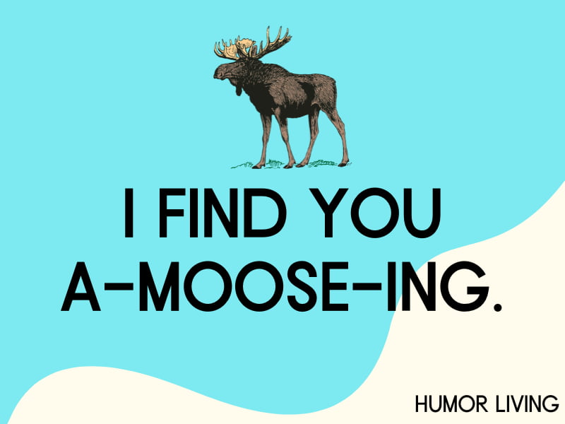 Moose.