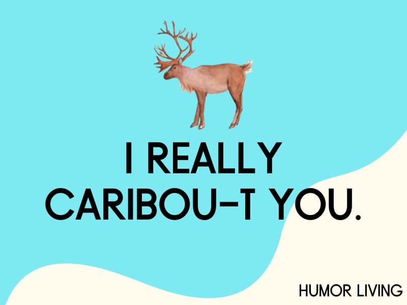 Caribou.