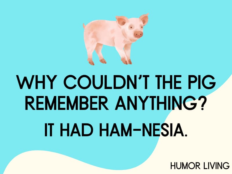 80 Hilarious Pig Jokes To Make You Oink With Laughter Humor Living   Pig Jokes Remember Anything 